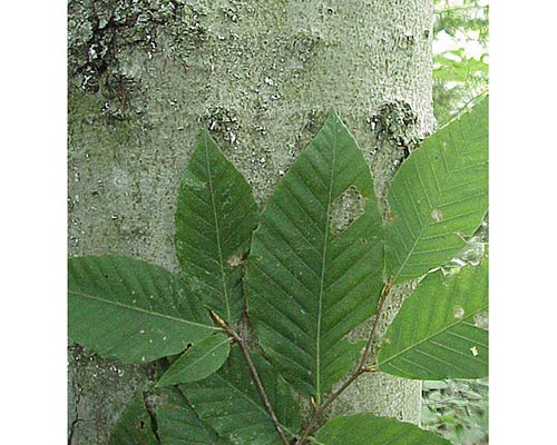 American Beech